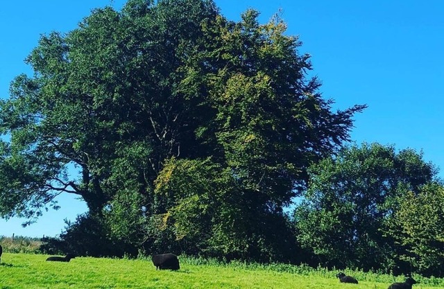 Annexe de ferme - récemment rénové à un niveau élevé sur le bord d'Exmoor