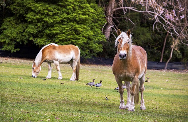 Nourrir les animaux! Coastal Farm Stay - juste à côté de M1 - maison entière 4U seul