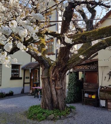 Ferienwohnung Zum-alten-Kirschbaum