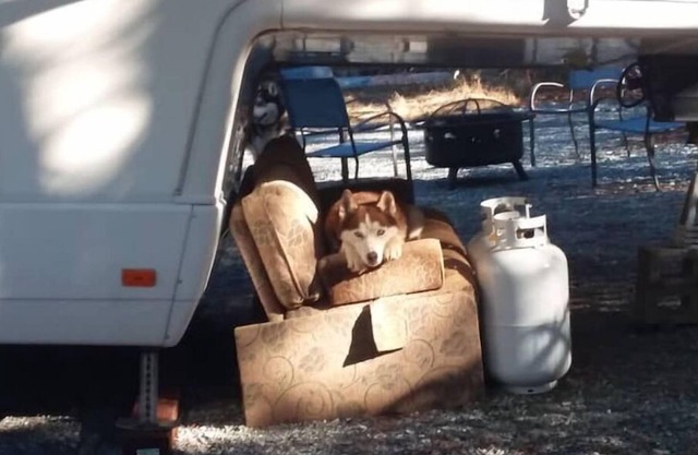 Foothill Heaven, Pet friendly!