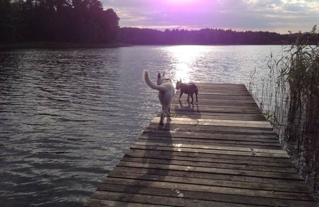 Forsthaus Metzelthin - vacances avec votre chien