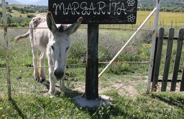 Full rental Rural House "Los Cuatro Olivos"
