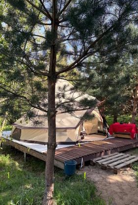 Glamping under the pines