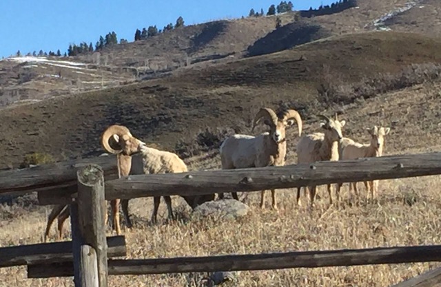 Grande évasion et courte distance en voiture du centre-ville de Jackson Hole