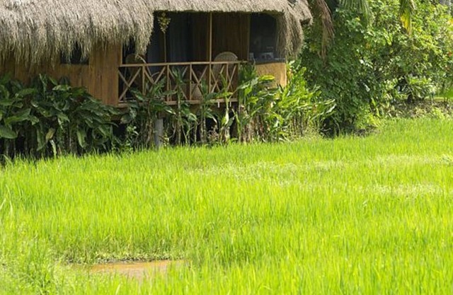GREEN LODGE- CABANES PERCHEES