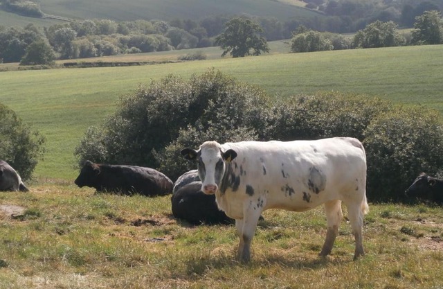 Harepath Farm Cottages 1