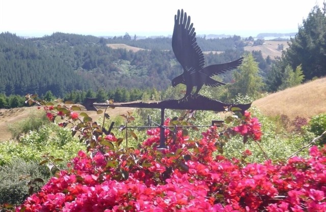 Le Ridge Hawk - Redwood Valley