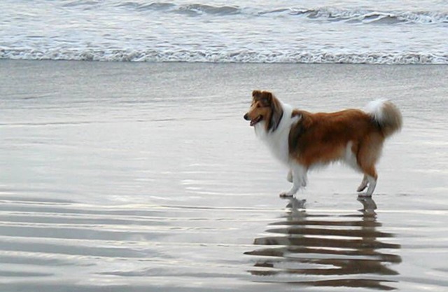 *** Heaven No 1, 100% Pet Friendly Beach House ***