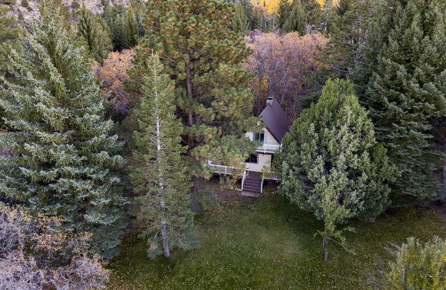 Propriété forestière cachée de pins cachés avec ruisseau sur 3 acres et cabane rénovée