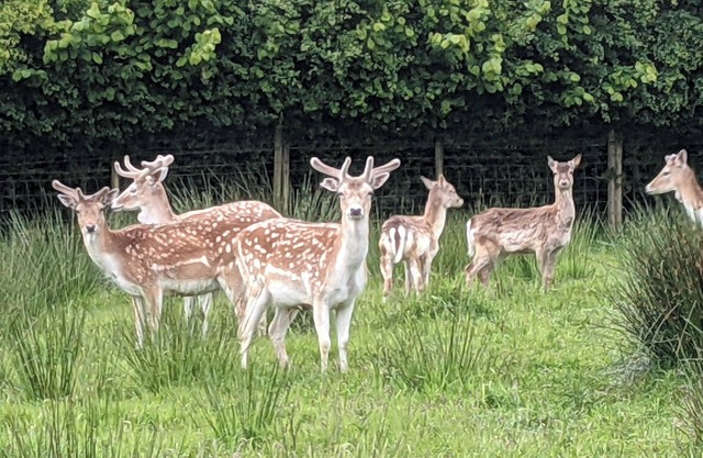 Gîte à la Ferme Sur 50 Acre Avec Deer, faune, étang, pêche libre