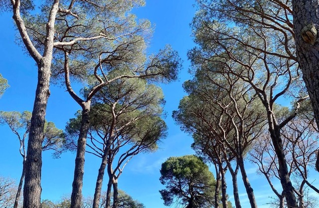 Appartement de vacances Pézenas pour 1 - 2 personnes avec 1 chambre à coucher - Maison de vacances