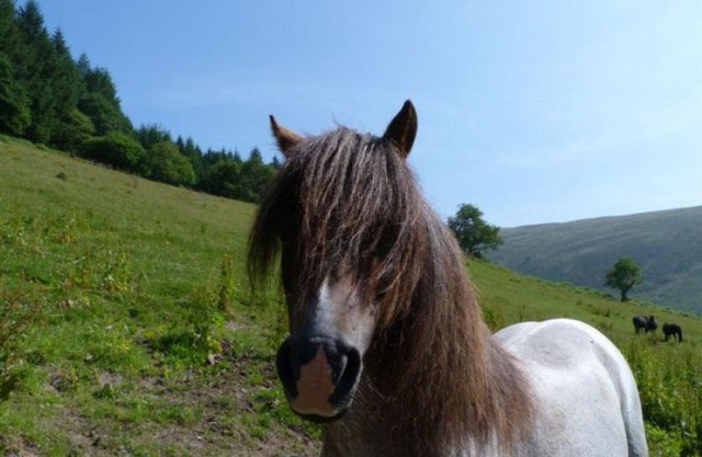Holiday Home Llety y Coed