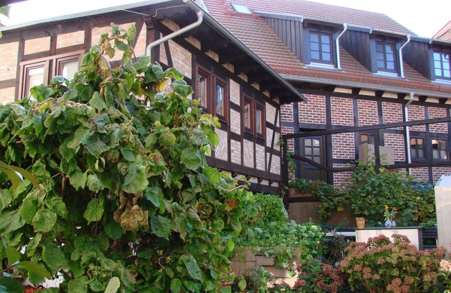 Maison de vacances Sontag - Maison de vacances