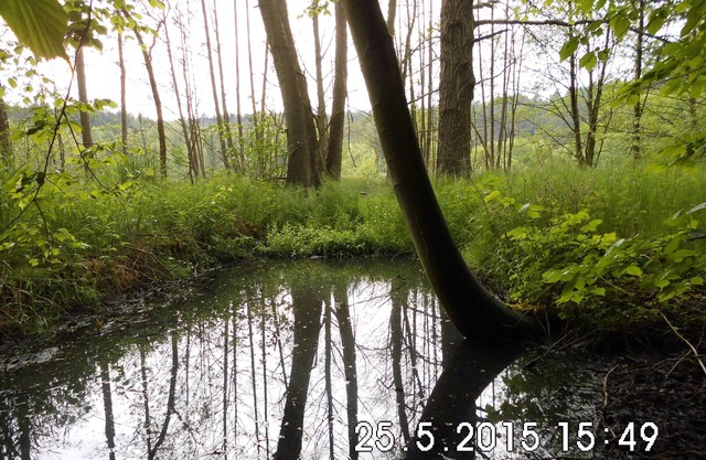Vacances dans un environnement boisé et riche en eau - loin du stress et de l'agitation