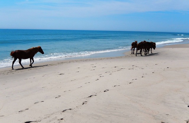 Accueil Près de Bay Side-Assateague Pointe 193