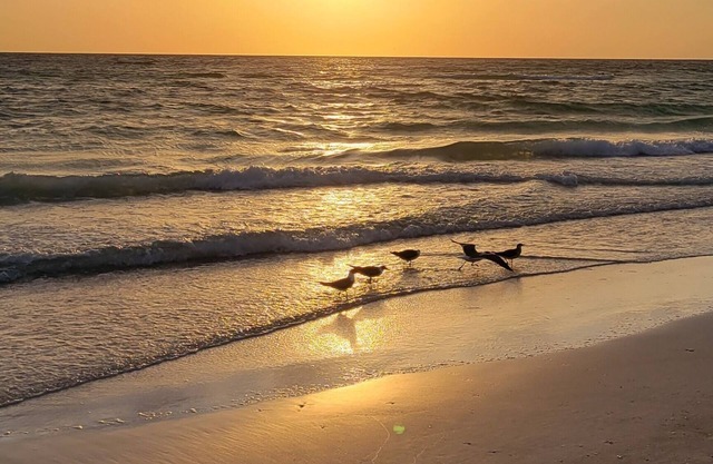 Home Paradise, Cozy guest suite in Ruskin POOLS HIGH SPEED WIFI BEACH MINUTES!!!