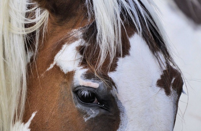 Horse Farm Retreat Creekside Maison minuscule, 4 personnes & Animaux acceptés