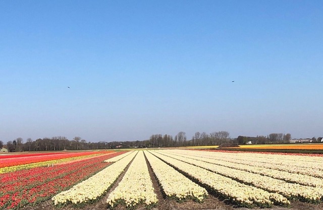 House near Keukenhof and beach with private parking and 3 bedrooms