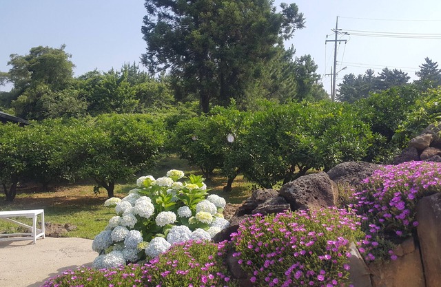 JejuMermuri