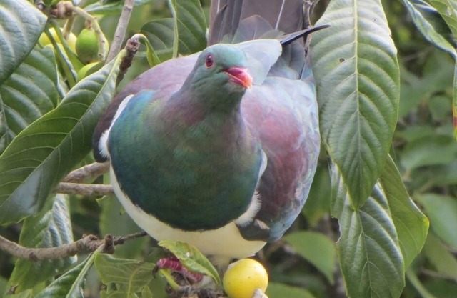 Kereru Cottage, cadre paisible, près de la plage Baddeleys, Tawharanui