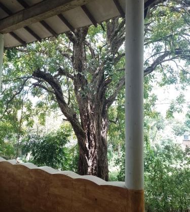 Kon Tree Shade