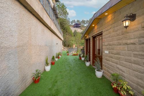 Konifer Greyvine