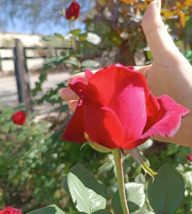 La Casa de Las Rosas