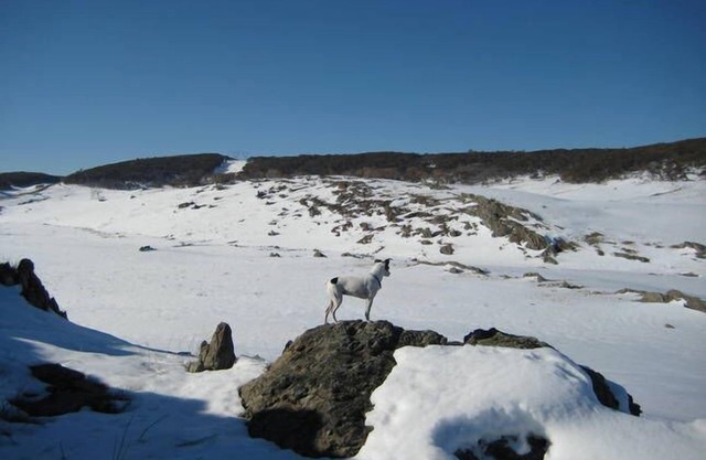 Talbingo, Snowy Mountains NSW.