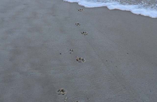 Paws & Pause @ The Bay