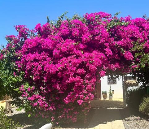 Lavender Lodge Almeria