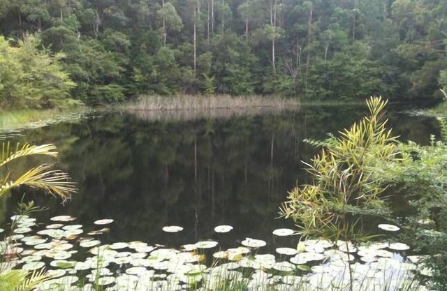 Lilypad Lodge à Stewarts rivière