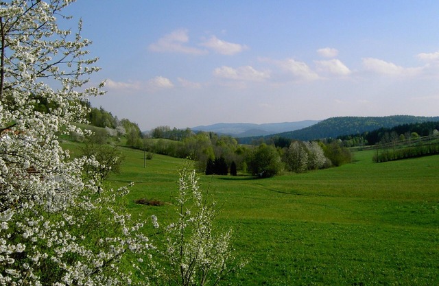 Vivre dans la nature au parc national de la forêt bavaroise