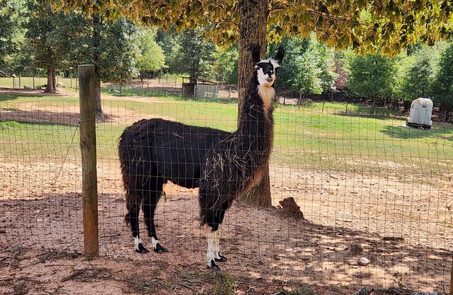 Llama Retreat - wall tent in a peaceful setting