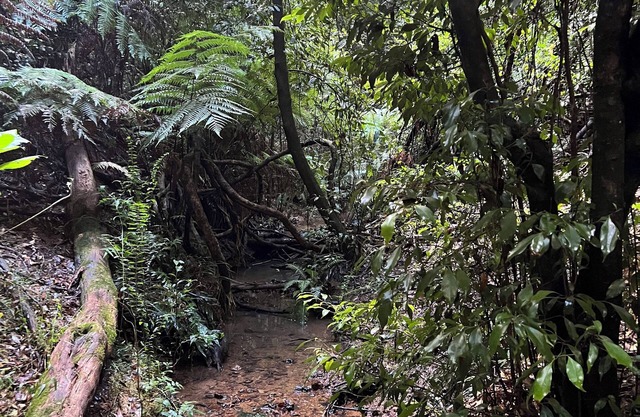 Log Cabin OFF GRID, fire place, balconies/library/ Rain forrest, walk, swim.