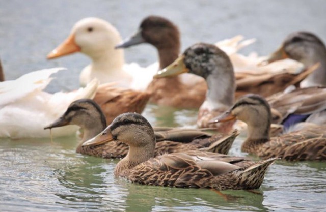 Lucky Duck Lucky You! New Listing, 8 Duck ponds w/Ducks