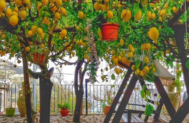 Limoneto di Lulù, des vacances parmi les citrons!