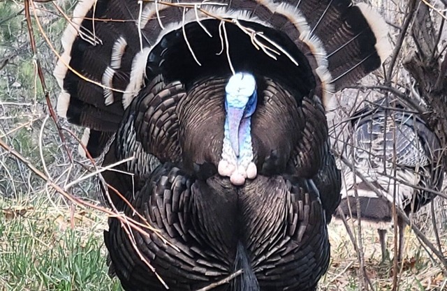 Lush setting, minutes to downtown Colorado Springs