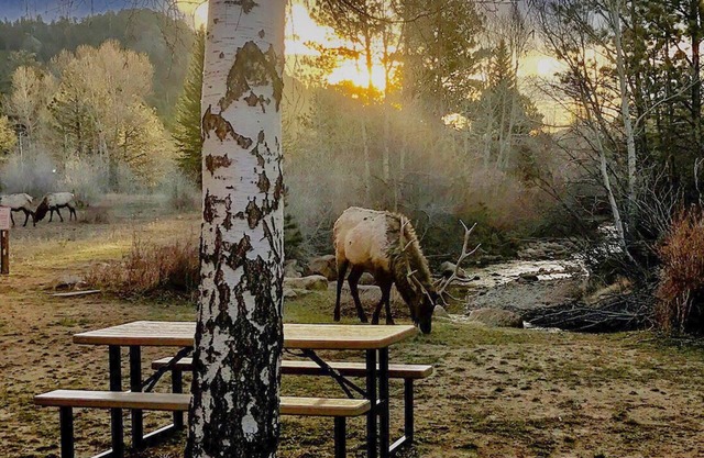 Estes Park 2B Luxury Condo sur Fall River. Mtn. Vues-WIFI-HDTV - Vues sur la rivière