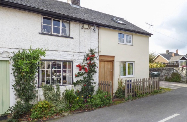 Cottage Marigold, CLUN