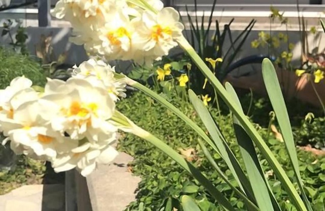 Marmaras