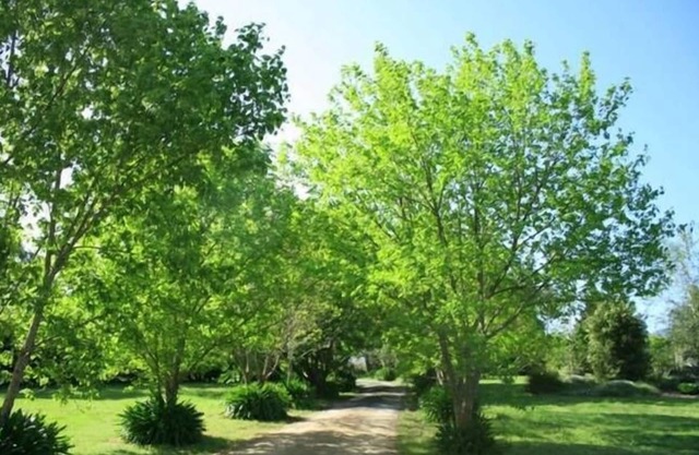 Melross - La Maison Rye