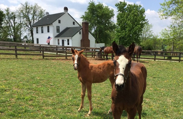 "Merrywell" Un havre d'amoureux des chevaux.