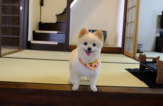 Mibu Dodan | Stay without meals Rent a whole Kyo / Kyoto Kyōto