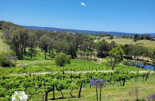 Mistress Block Vineyard