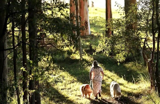 Misty Valley Cabin Pet Friendly Getaway