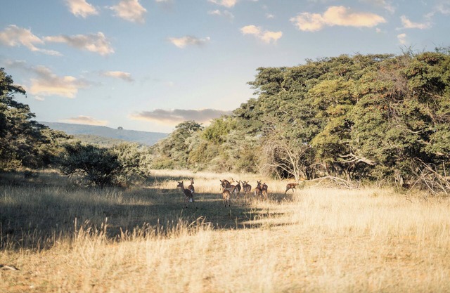 Mmakuba Game Lodge, Villa 2 chambres 3