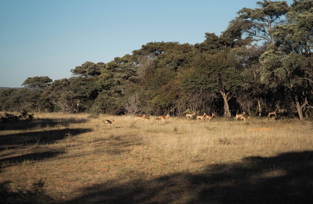 Mmakuba Private Game Lodge, Suite Supérieure 5