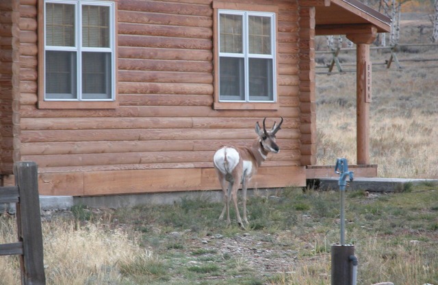 Montana Spirit Guest Cabin -30 acres sur la rivière Madison,