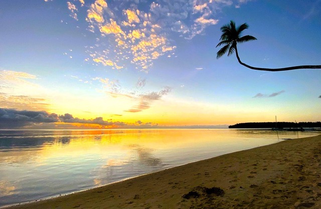 MOOREA - Tropical Nest