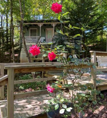Mountain Rose